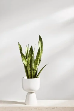 Iittala Nappula Ruukku 230x155 mm valkea